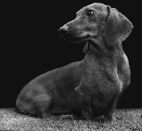 Fotograf�a de un Teckel de pelo liso en blanco y negro. Se llama Remo y tiene 4 a�os de edad. Un d�a, disfrutando de la terraza empec� a tomar unas fotos y consegu� esa pose.