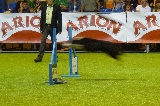 Un rayo en agility (IFEMA 2012)