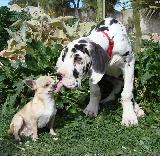 Un Chihuahua adopta un Dogo Alem�n