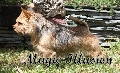 Canina Murciana Criador: 156