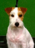 LIA. Jack Russell terrier.