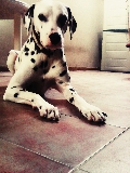Logan, macho dalmata