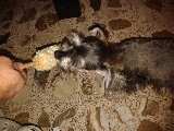 comiendo elote