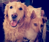 Golfo y Charlie
