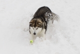 una pelota en la nieve