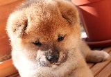 La inocente mirada de un cachorro Shiba Inu con un mes