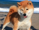 Dulce Shiba Inu a orillas del mar