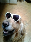 Perro hippie.