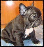 NUNCA TE OLVIDARE PRINCESA 