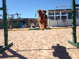 Volando! Welsh Terrier practicando Agility
