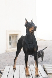 Doberman