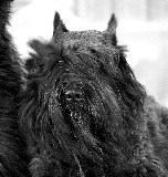 MI CHICA EN BLANCO Y NEGRO