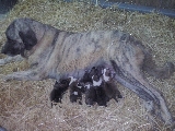 Tina con sus Cachorros
