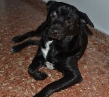 Cuantas penas tengo.