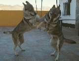 bailando con lobos