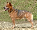 Raza: Australian cattle dog (Boyero australiano)