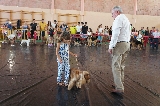 Actividad: Sociedad Canina de Murcia