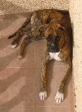 Lluvia es mi cachorra boxer de 6 meses, aqui la veis tomando el sol en la terraza.