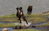 Salto de Candela