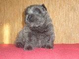 mis chows