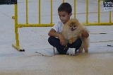 Joven Handler en el concurso de Calasparra 2012