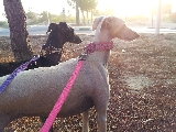 Paseo con Galgas al amanecer