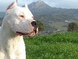 hispano del peryan