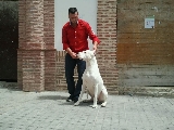 hispano del peryan