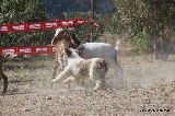Metiendo las cabras en el redil