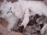 Dos Chihuahuas en su nueva Familia. La gata les salva la vida a dos perritos