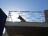 Ron esperando su paseo matutino