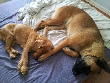 Juntas la siesta es mejor..!!