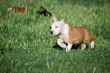 Yako correteando