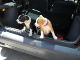 Los guardaianes del Twingo