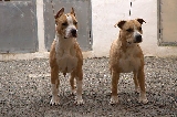 Cindy y Toffe