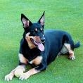 Raza: Australian Kelpie