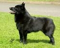 Raza: Schipperke