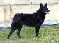 Raza: Perro Pastor Croato