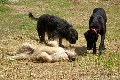 Raza: Perro pastor mallorquin