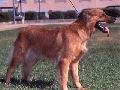 Raza: Perro pastor vasco