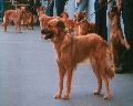Raza: Perro pastor vasco