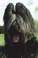 Raza: Perro pastor de Brie