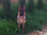 Conan posando