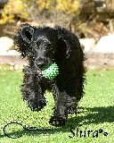 SHIRA , nuestra mascota,   hembra de cocker sapaniel ingl�s
