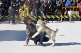 cachorro vence handler