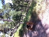 Molly Queen esperando el reba�o 