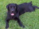 EL DESCANSO DEL LABRADOR