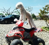 tasha a toda maquina
