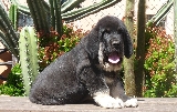 Corvo posando