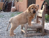 Soy guardian del jardin, no se acerca a los cactus!! Pinchan! 